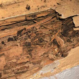 dégâts causés par les termites