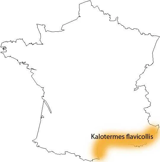 les termites en france