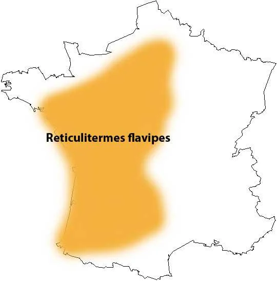 les termites en france