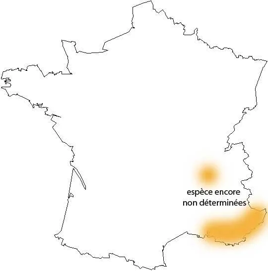 les termites en france