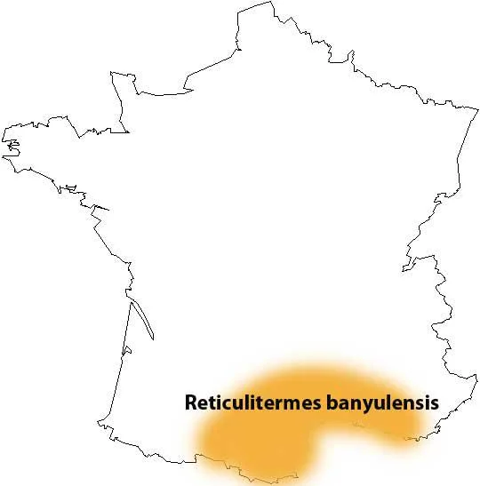 les termites en france