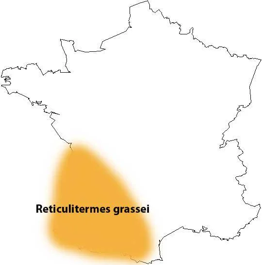 les termites en france