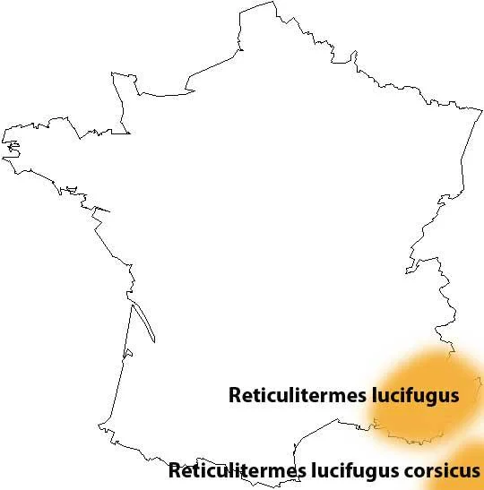 les termites en france