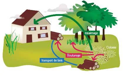 infestations des termites