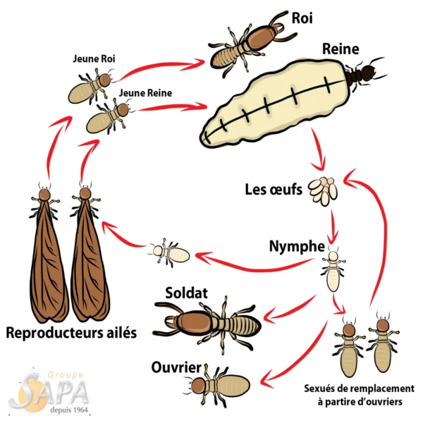 termites: cycle des termites