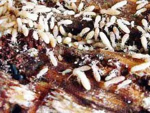 Dêgats termites