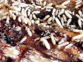 nourriture termites