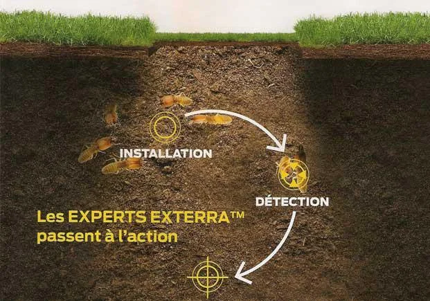 prévention termites