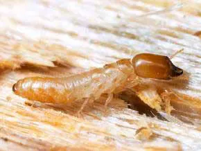 termite: kalotermes flavicollis