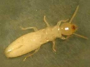 larves termite