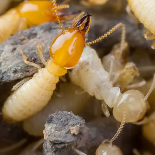 termites de saintonge