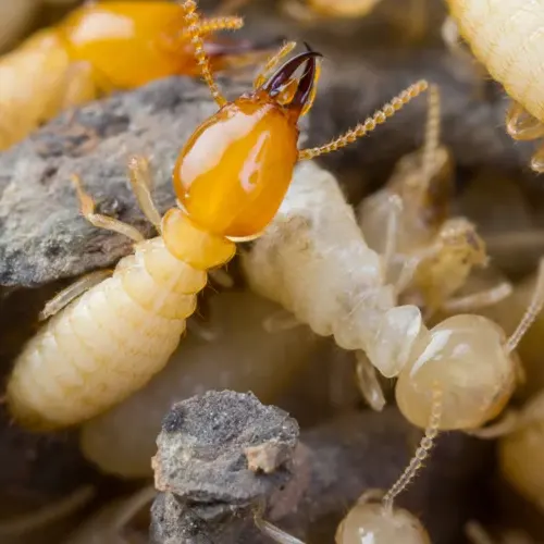 les termites