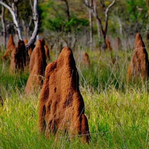 termites dance