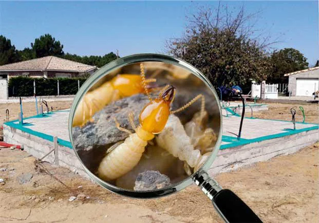 traitement termites ille et vilaine