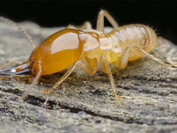 traitement anti-termites